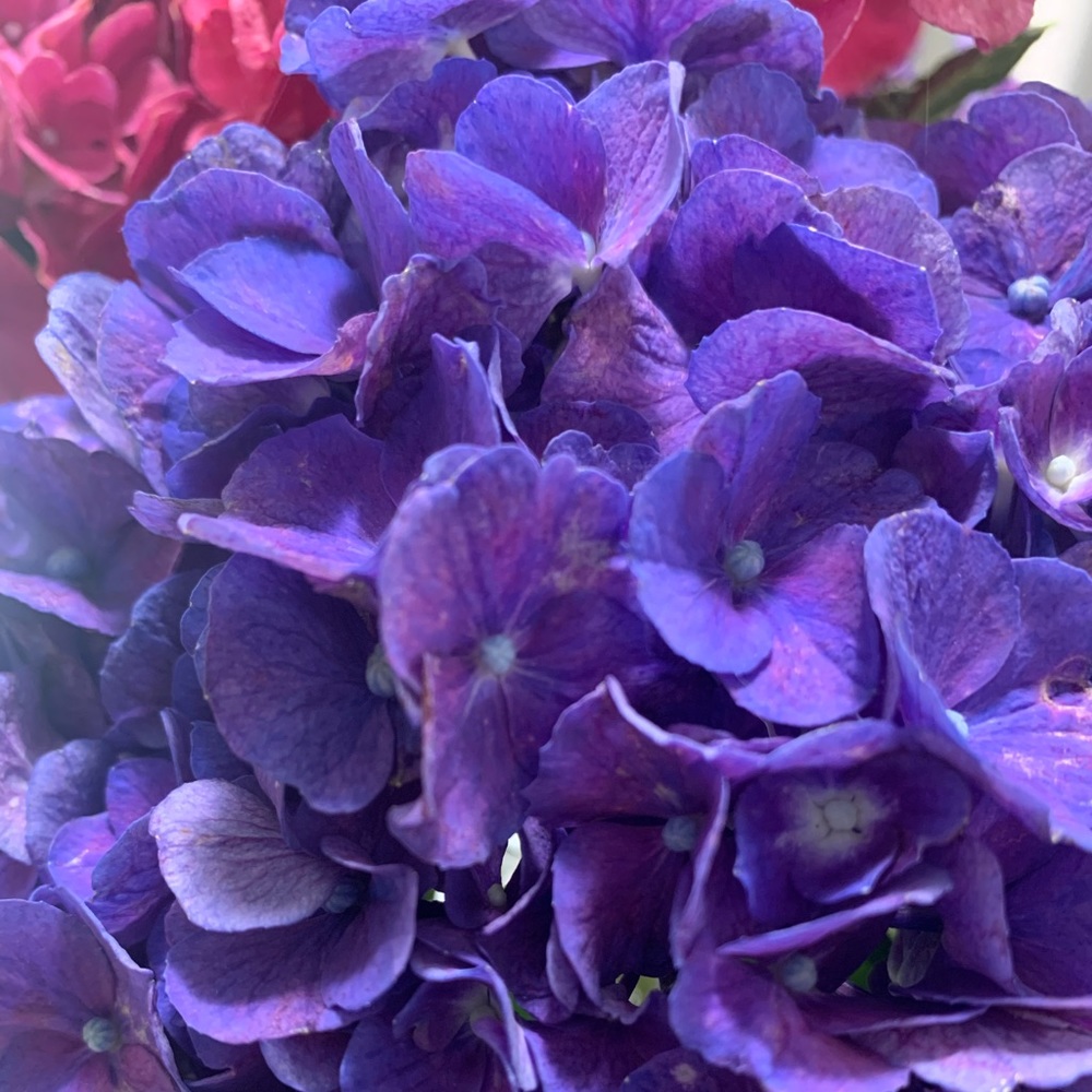 Meet your Posher, Brandi